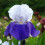 Bearded Iris Bulbs Perennial Scented Cold-Resistant 3