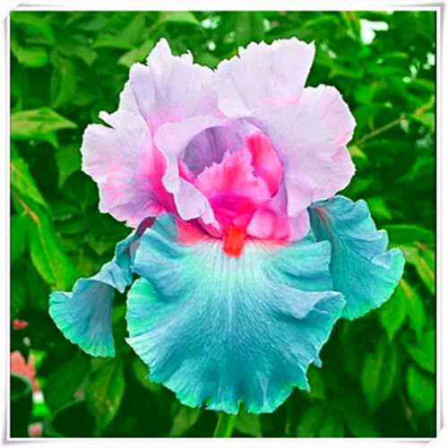 Bearded Iris Bulbs Cold-Resistant Perennial Scented Double 2