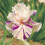 Bearded Iris Bulbs Perennial Scented Cold-Resistant 4