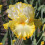 Bearded Iris Bulbs Perennial Scented Cold-Resistant 5