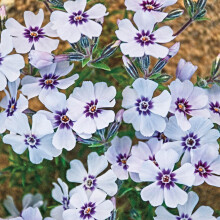Gartenphlox, mehrjährig - pflegeleicht - 1 Pflanze