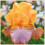 Bearded Iris Perennial Plant - Cold-Resistant, Low 1