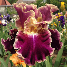 Bearded Iris Bulbs Cold-Resistant Scented Perennial