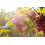 Grape Plant Strong Vitality 1 Plant 4