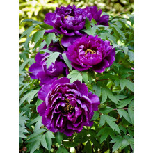 Peony Plant for Indoor or Outdoor Growing, 1 Plant