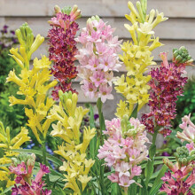 Tuberose duftende flerårige løg, 5 stk.