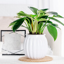 YOTQUSKI self-watering plant pots clear plastic 6-inch