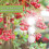 Reflective Bird Scare Discs Double-Sided 24PCS 2