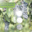 Reflective Bird Scare Discs Double-Sided 24PCS 3