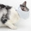 Cat Muzzle Adjustable Breathable Anti-Bite 1 Piece 6