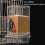 Automatic Bird Feeder with Perch Plastic Large Capacity 3