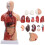 Human Torso Anatomy Model 11 inch 15-part removable 1