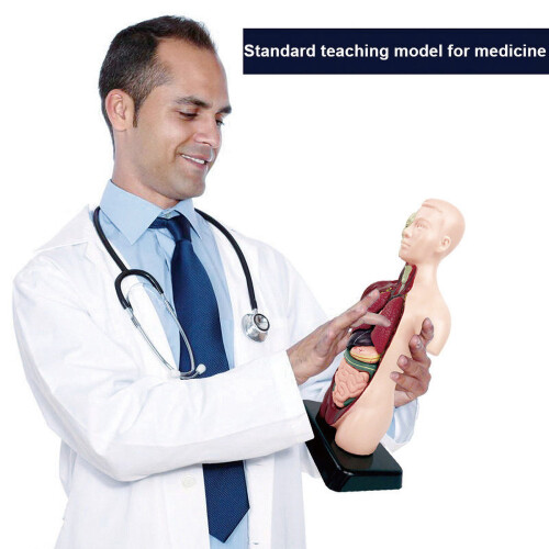 Human Torso Anatomy Model 11 inch with 8 removable organs 1