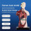 Human Torso Anatomy Model 11 inch with 8 removable organs 3