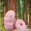 Weis cedar wood moth repellent balls 10pcs 2