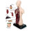 Human Torso Anatomy Model 11 inch with 8 removable organs 8