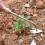 Washranp Stainless Steel Weeder V-Fork Handheld Pulling 1