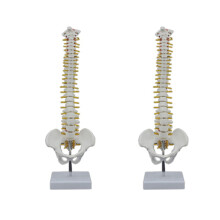 Human Spine with Pelvis Model 45 cm 2 pcs