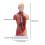 Human Torso Anatomy Model 11 inch 15-part removable 2