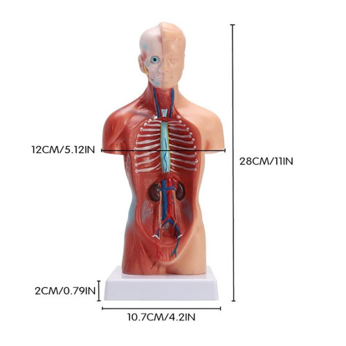 Human Torso Anatomy Model 11 inch 15-part removable 1