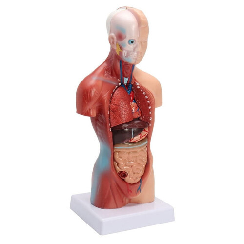 Human Torso Anatomy Model 11 inch 15-part removable 2