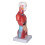 Human Torso Anatomy Model 11 inch 15-part removable 4