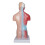Human Torso Anatomy Model 11 inch 15-part removable 5
