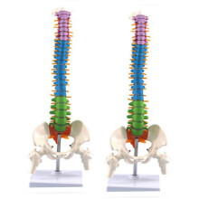 Human Spinal Column Model Anatomical Teaching Aid 45cm 2