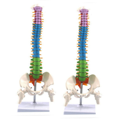 Human Spinal Column Model Anatomical Teaching Aid 45cm 2