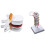 Human Anatomy Spine Model Lumbar and Cervical 2 pcs 1