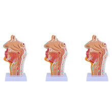 Nasal Cavity Throat Anatomy Model Human Pharynx Larynx 3X