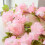 Artificial Cherry Blossom Vine Garland 7.9 FT Pink White 4 5