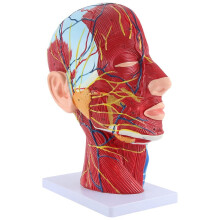 Head Midsagittal Anatomy Model with Parotid Gland and