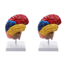 Cerebral Anatomical Model Brainstem Teaching Aid 2 pcs