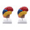 Cerebral Anatomical Model Brainstem Teaching Aid 2 pcs 1