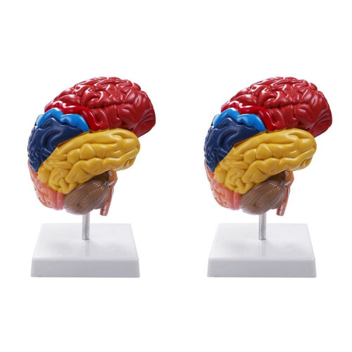 Cerebral Anatomical Model Brainstem Teaching Aid 2 pcs