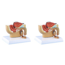 Pelvic Sagittal Model Male 1:2 Scale 2 pcs