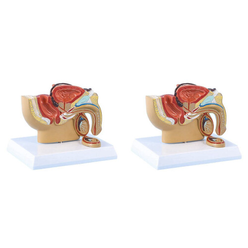 Pelvic Sagittal Model Male 1:2 Scale 2 pcs