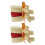 Lumbar Vertebrae Model Anatomical 2-piece 1
