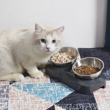 Patgoal Raised Pet Bowls with Food Mat Small