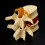 Lumbar Vertebrae Model Anatomical 2-piece 8