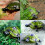 Lifelike Tortoise Toy with Infrared Remote Control 7
