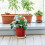Washranp Plant Caddy Round Plastic Rolling Stand with 4 7