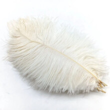 Ostrich Feathers White 20-25 cm 50 pcs