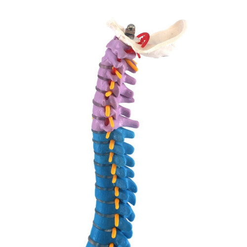 Human Spinal Column Model Anatomical Teaching Aid 45cm 2 1