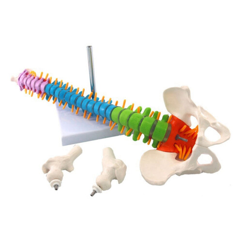Human Spinal Column Model Anatomical Teaching Aid 45cm 2 2