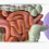 Human digestive system model stomach and large intestine 5