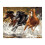 Three Galloping Horses Digital Oil Painting Kit 1