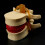 Lumbar Vertebrae Model Anatomical 2-piece 4