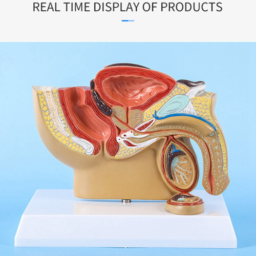 Pelvic Sagittal Model Male 1:2 Scale 2 pcs 2
